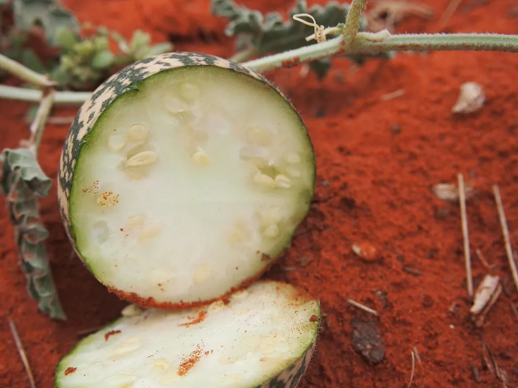 Halved colocynth fruit on red earth