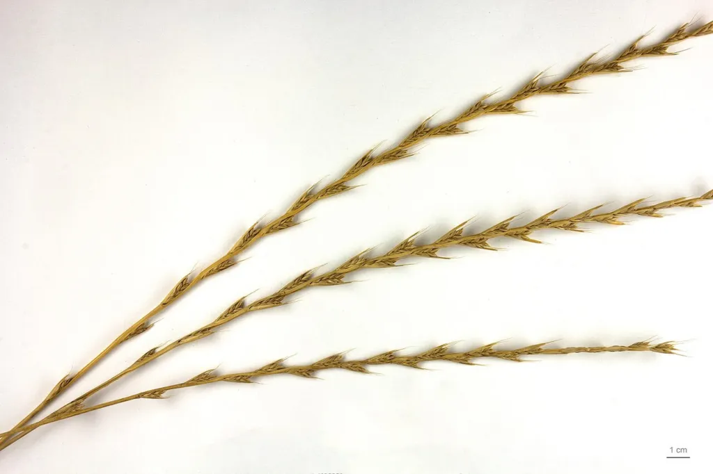 Darnel seed heads on a white background