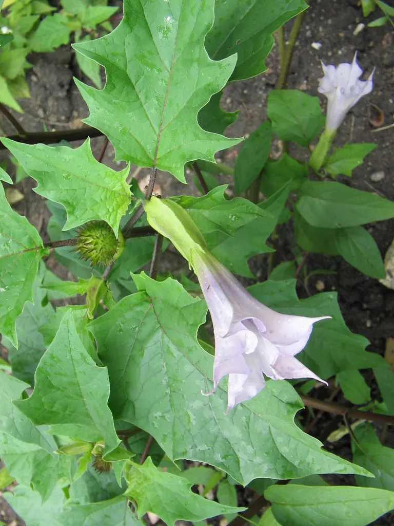 Pale trumpet flower of thornapple