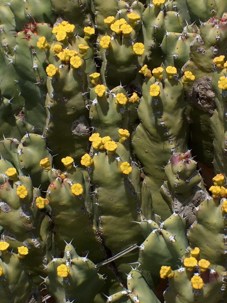 Succulent Euphorbia resinifera with yellow flowers