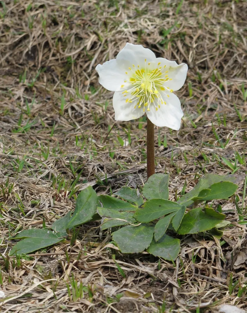 White flower of black hellebore
