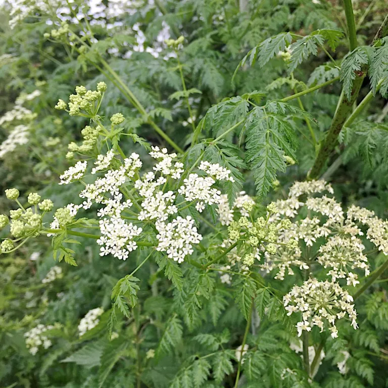 White umbels of poison hemlock