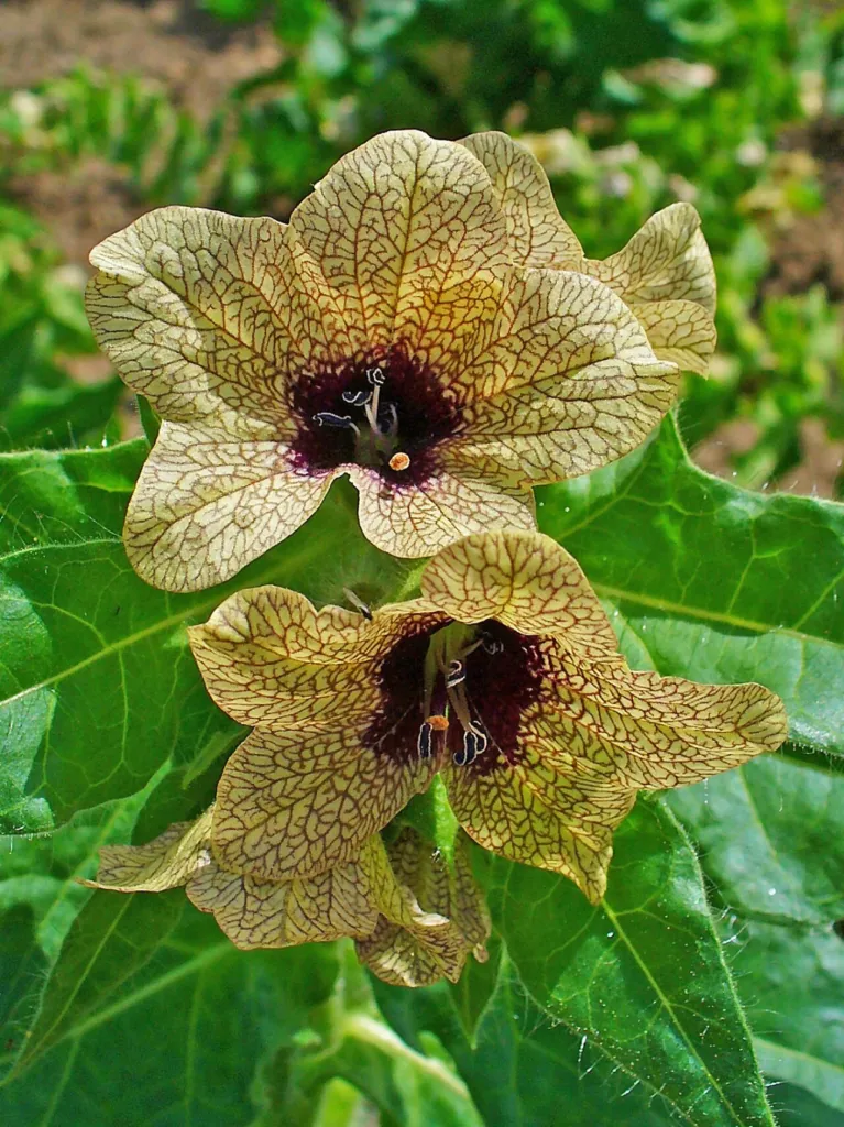 Veined pale yellow henbane flowers