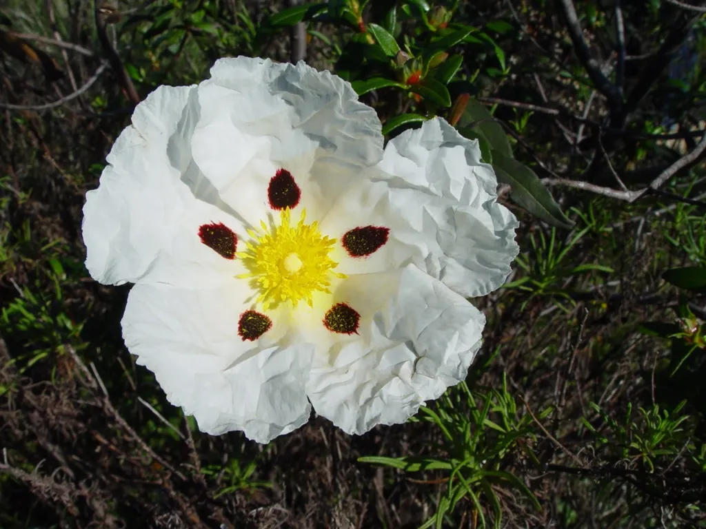 White gum rockrose flower with dark blotches