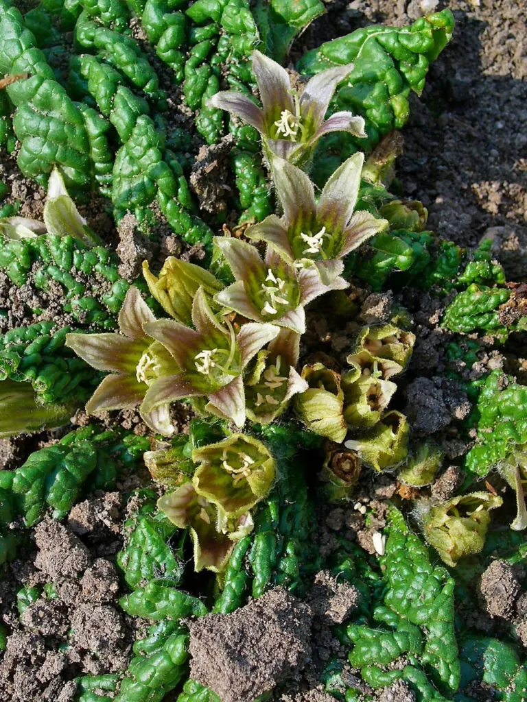 Mandrake flowers in a leaf rosette