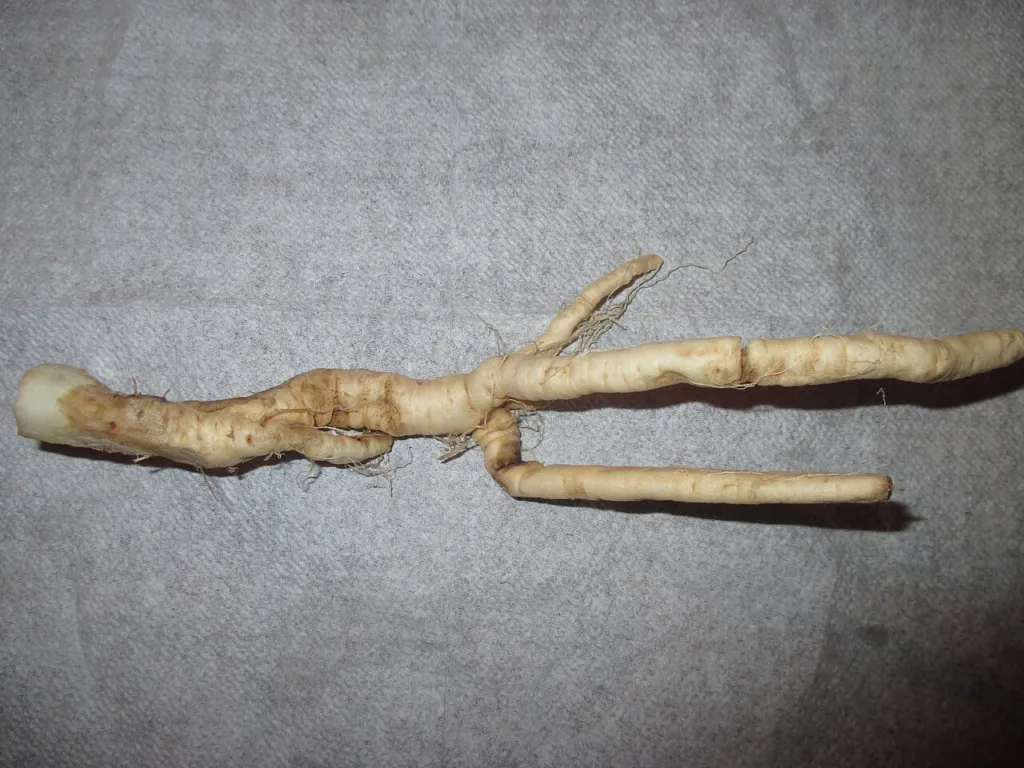 Cleaned mandrake root