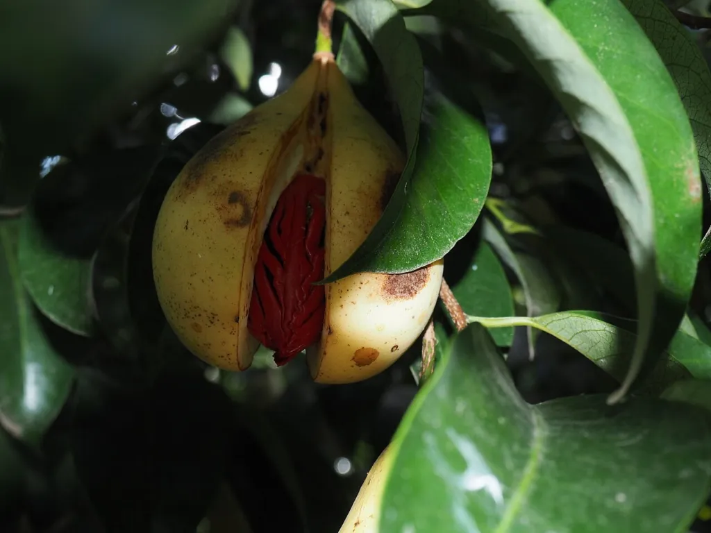 Open nutmeg fruit showing the red mace