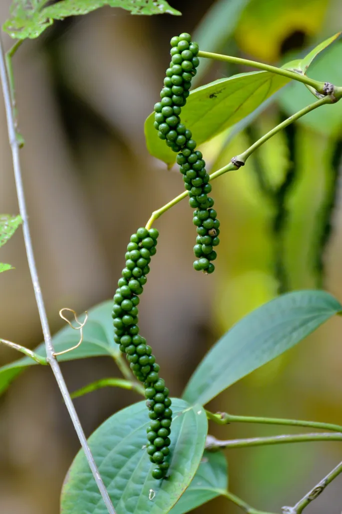 Unripe black pepper fruits on the vine