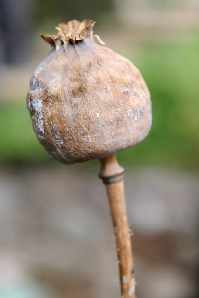Dry opium poppy seed capsule