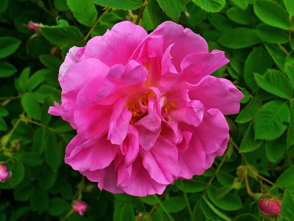 Pink damask rose