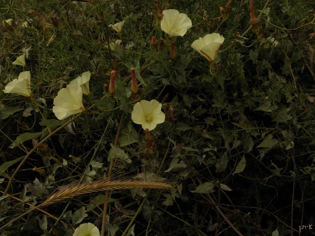 Scammony bindweed in flower