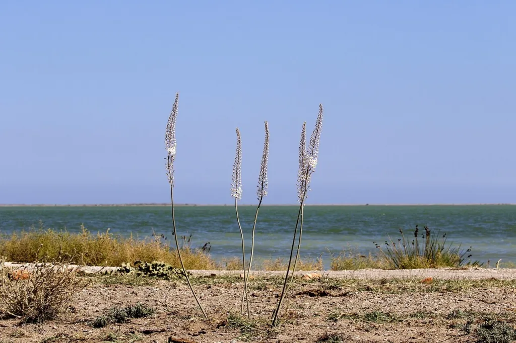 Sea squill flower spikes by the shore