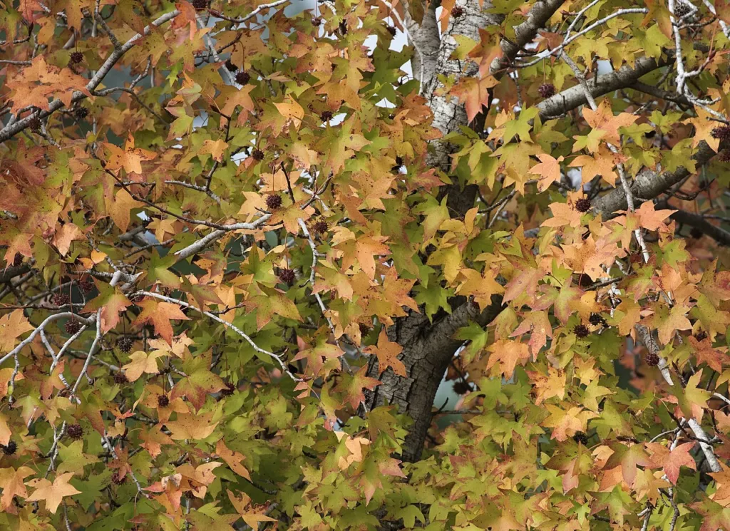 Turkish sweetgum in autumn leaf