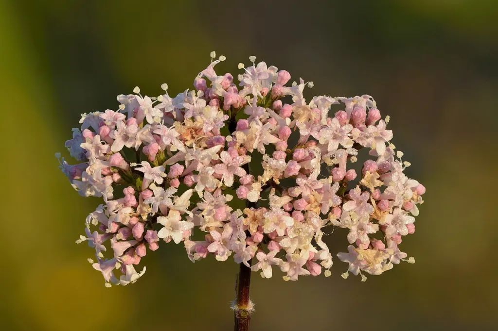 Pale pink valerian flower head with dew