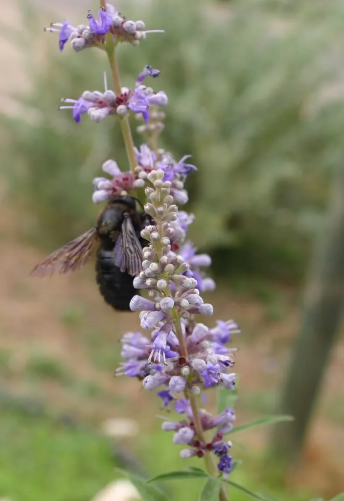 Lilac chaste tree flower spike with a bumblebee