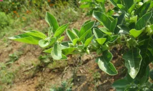 Leafy Withania somnifera plant with small flowers growing in Kerala