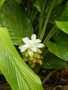 Curcuma longa plant in flower with a white spike among broad green leaves