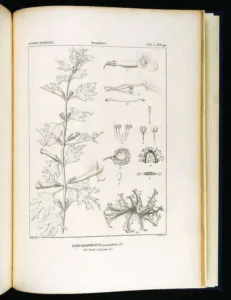 Nineteenth-century botanical plate of Harpagophytum procumbens with leaves, flowers and hooked fruit