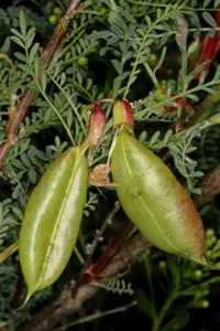 Chapter 6: Lessertia frutescens, the bladder pods