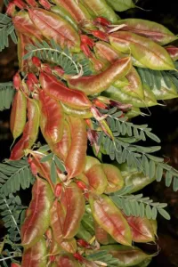 Chapter 13: Lessertia frutescens, ripening pods