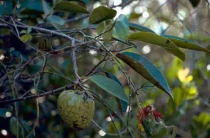 Yellow green pond apple fruit Annona glabra on the ground