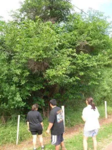 Pond apple tree Annona glabra growing in a wet coastal area