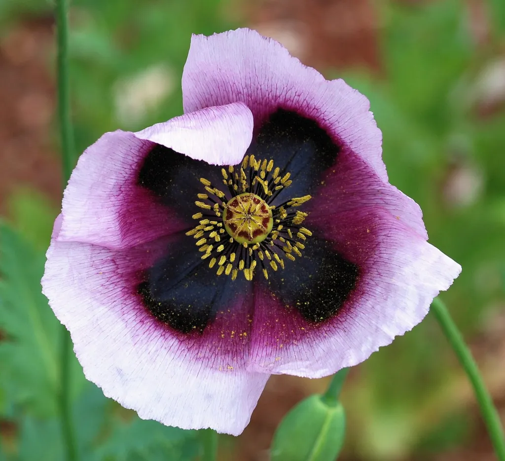 Opium poppy flower with a dark purple centre