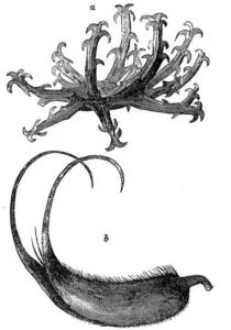 Engraving of a Harpagophytum procumbens fruit with hooked arms above a curved Proboscidea seed pod
