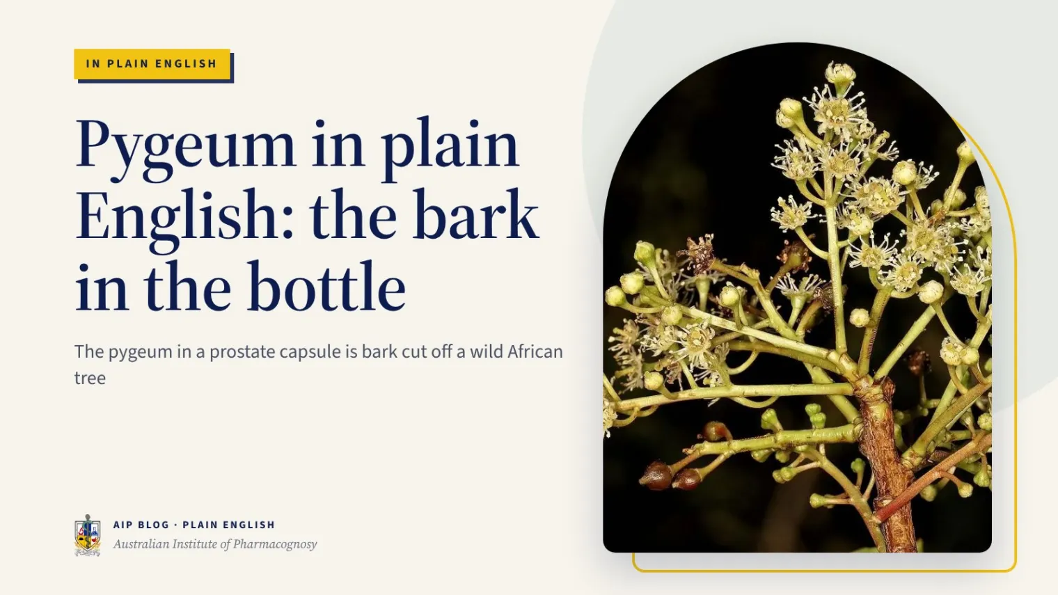 Pygeum in plain English: the bark in the bottle - Australian Institute of Pharmacognosy