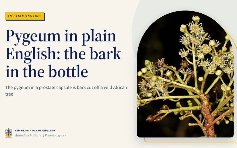 Pygeum in plain English: the bark in the bottle