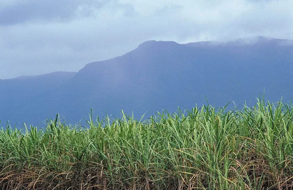 Tropical rainforest ranges behind a cane field north of Cardwell