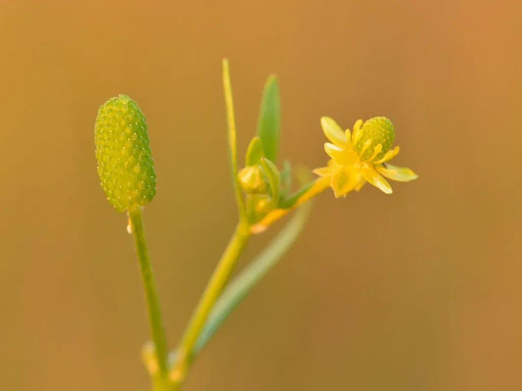 Celery-leaved buttercup flower and seed head