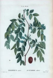 A hand-coloured botanical plate of a jujube branch with fruit by Pierre-Joseph Redouté