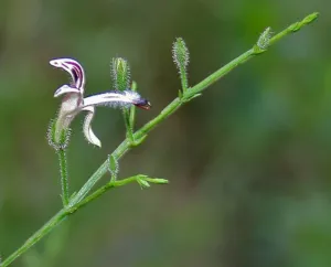 Andrographis paniculata growing wild on a forest floor in Andhra Pradesh, India