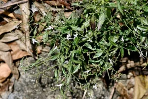 Andrographis paniculata with narrow leaves and slender capsules, Hainan, China