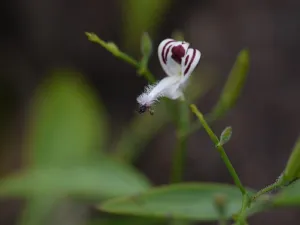 Andrographis paniculata stems and narrow leaves in a garden in Karnataka, India