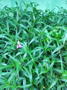 Upright flowering Andrographis paniculata plant in sunlight