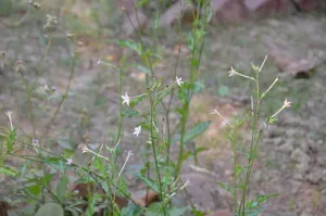 Andrographis paniculata plants growing in a garden in Kolkata, India