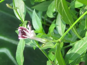 Close view of Andrographis paniculata stems, leaves and developing capsules