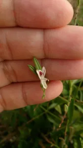 Upright stems of Andrographis paniculata with narrow paired leaves