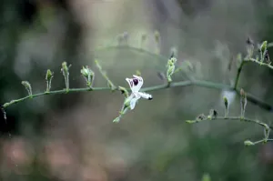 Andrographis paniculata plant growing among grasses near Nagzira, Maharashtra