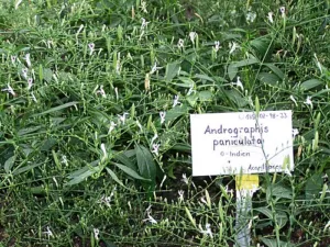 Andrographis paniculata in flower at the Berlin Botanic Garden