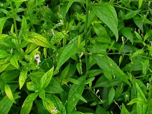 Andrographis paniculata shoot with small white flowers and narrow leaves