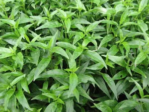 Dense lance-shaped green leaves of Andrographis paniculata