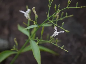 Leafy Andrographis paniculata shoots photographed in Maharashtra, India