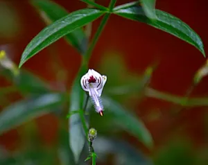 Close-up of a white Andrographis paniculata flower with purple-spotted lower lip