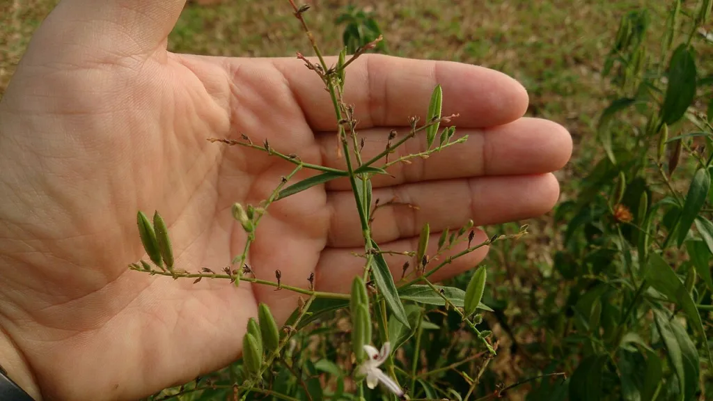 A hand holding a leafy sprig of Andrographis paniculata, king of bitters, above a field of the plant