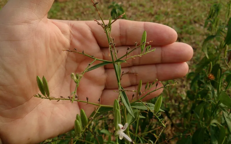 Andrographis paniculata: King of Bitters, Hidden Risks