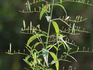 Branching Andrographis paniculata plant covered in slender green seed capsules