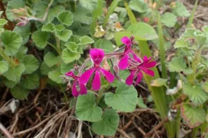 Pink magenta flowers of Pelargonium reniforme in cultivation